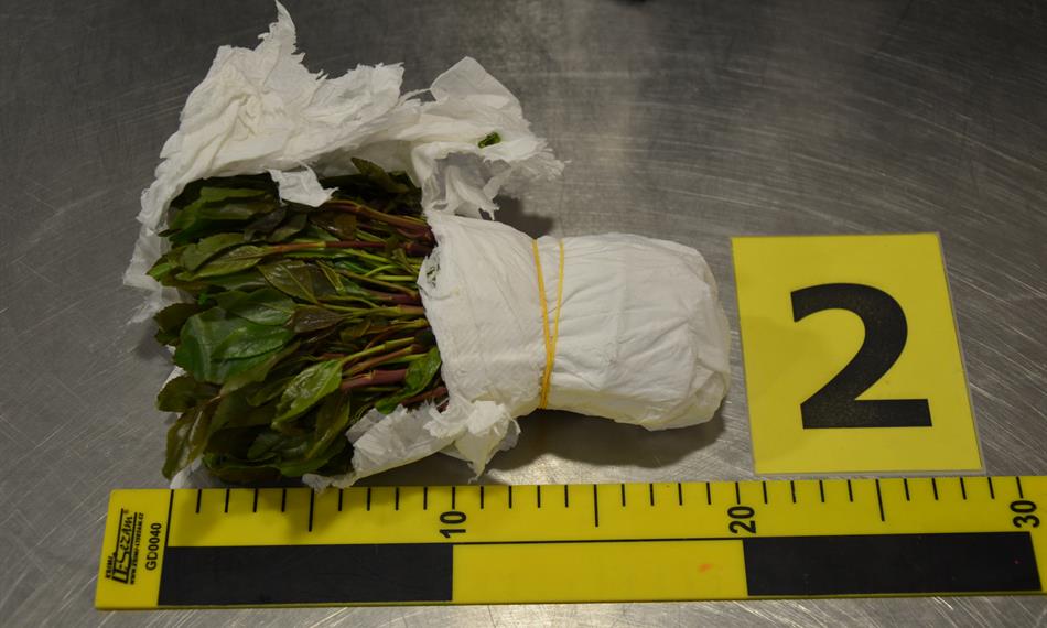 2020-1-20-1912foto kata.JPG